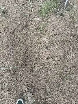 Snapshot of lavidadebry__ chatting on 8, 9, 2025 lavidadebry online show from 8, 9, 2025