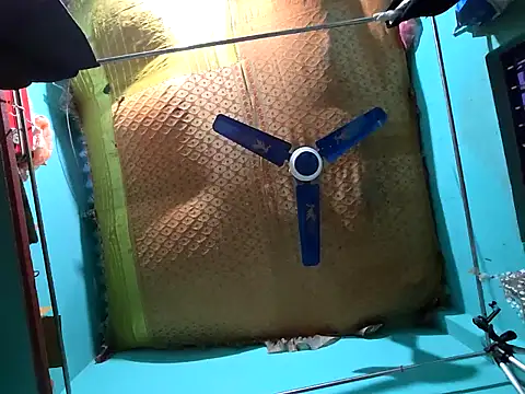 hotbaby 5 online show from 14, 12, 2024