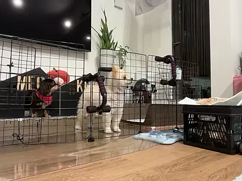 kensnb online show from 28, 11, 2025