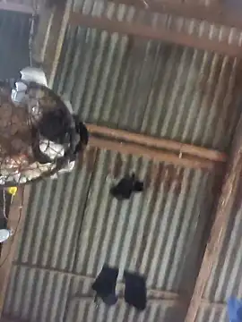 Reynold2608 online show from 22, 12, 2025