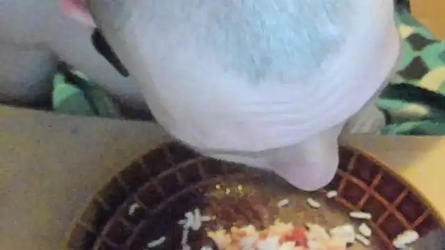 sexy264329 online show from 7, 3, 2025