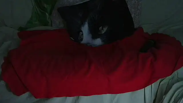 VeneRed online show from 21, 9, 2025