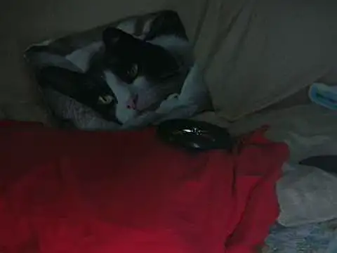 VeneRed online show from 14, 10, 2025