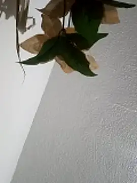 Naomy veracruz  online show from 11, 4, 2026