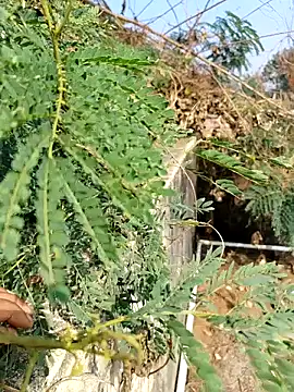 sweet suman online show from 3, 12, 2025