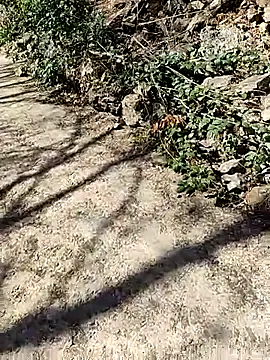 VelvetChocolate7 online show from 24, 2, 2026