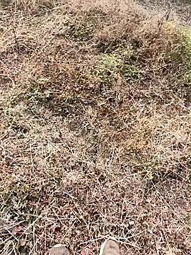 himvilohi08 online show from 9, 1, 2026