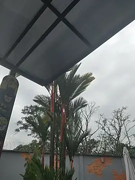 Yessica Lopezz online show from 5, 3, 2026