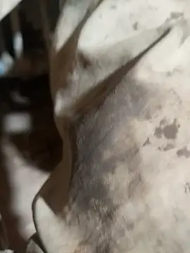 Snapshot of ParousFlow chatting on 15, 10, 2025 ParousFlow online show from 15, 10, 2025