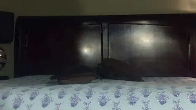 Hornylouisewil online show from 21, 11, 2025