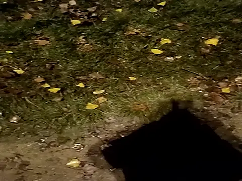 jvdzj-0  online show from 29, 10, 2025