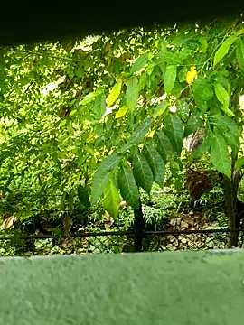 Exoticovergon online show from 12, 3, 2026