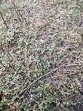 BlackhorseBBC online show from 5, 12, 2025