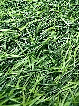 BlackhorseBBC online show from 23, 4, 2026