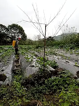 Snapshot of Exembin chatting on 24, 10, 2025 Exembin online show from 24, 10, 2025