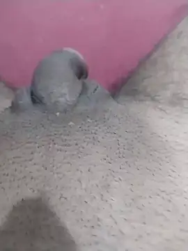 motoboytkbh online show from 9, 4, 2026