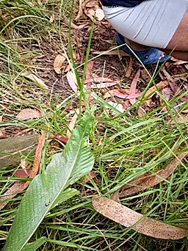 maxvergo online show from 15, 4, 2026