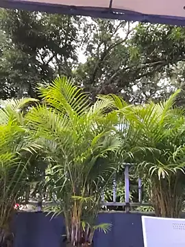 AmberAngelXXX online show from 24, 11, 2025