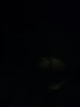 Snapshot of shakeweight chatting on 18, 11, 2025 shakeweight online show from 18, 11, 2025