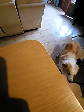 Stingles online show from 3, 10, 2025