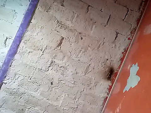 Hay-Viene-El-Huyy online show from 16, 9, 2025