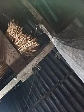 Snapshot of _Helala_ chatting on 17, 10, 2025 Helala online show from 17, 10, 2025