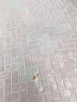 king godgm online show from 24, 11, 2025