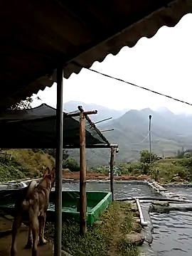 Snapshot of ngan-cute chatting on 21, 11, 2025 ngan-cute online show from 21, 11, 2025