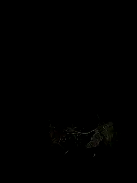 Adele Pinkk online show from 7, 10, 2025