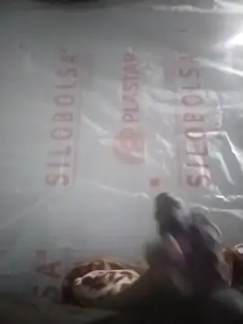 Kaygsy online show from 17, 12, 2025