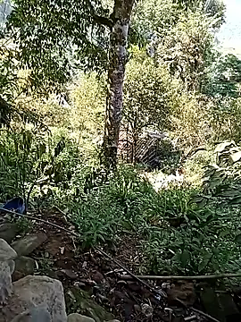 xinhxinhcute online show from 17, 9, 2025