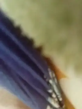 Snapshot of desi_boudi87 chatting on 9, 1, 2026 desi boudi87 online show from 9, 1, 2026