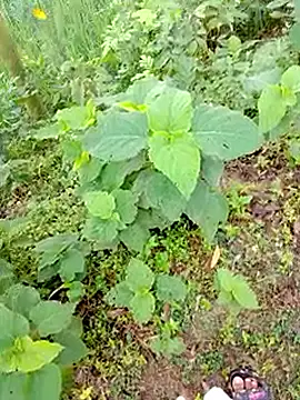 bigdaddyboy46 online show from 9, 9, 2025