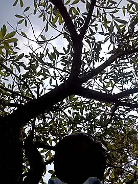 ipvk online show from 2, 3, 2026