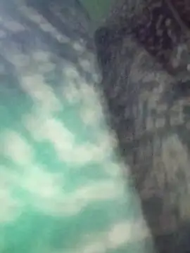 Na shreya online show from 29, 3, 2026