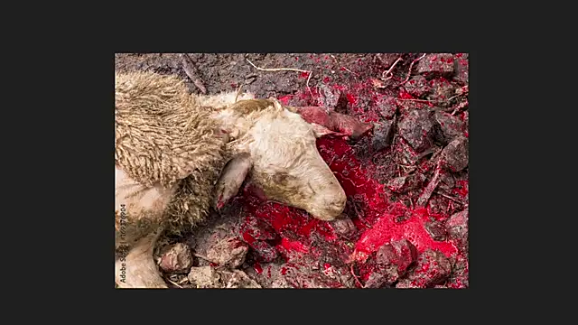 Playful Lia online show from 12, 4, 2026