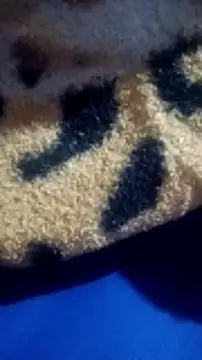 loizasilva online show from 28, 4, 2026