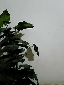 Snapshot of Jessica-03 chatting on 4, 3, 2026 Jessica-03 online show from 4, 3, 2026