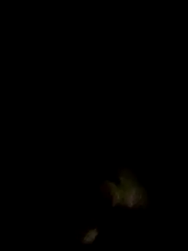 an-show online show from 4, 12, 2025