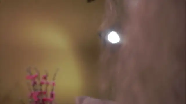 AunclreaVache online show from 5, 3, 2026