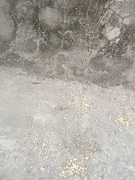 sexyboy 917 online show from 5, 3, 2026