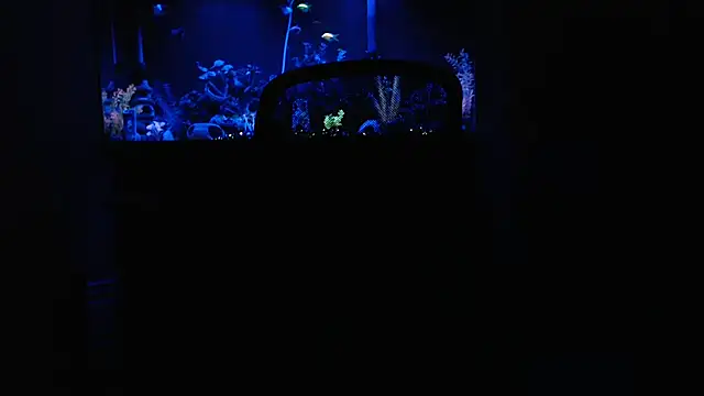 EspanolVato online show from 15, 2, 2026