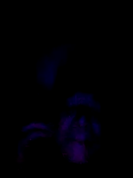 061190 online show from 28, 2, 2026