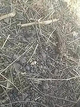 Cute Boy 4 online show from 8, 3, 2026