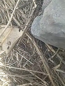 Cute Boy 4 online show from 13, 3, 2026