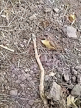 Cute Boy 4 online show from 7, 4, 2026