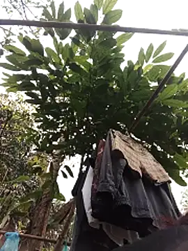 Snapshot of Small_flower1 chatting on 11, 2, 2026 Small flower1 online show from 11, 2, 2026