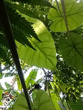 boy-pho- online show from 20, 7, 2026