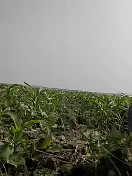 ThethunderPo online show from 5, 2, 2026