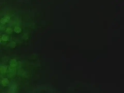 lonelycock33 online show from 7, 11, 2025